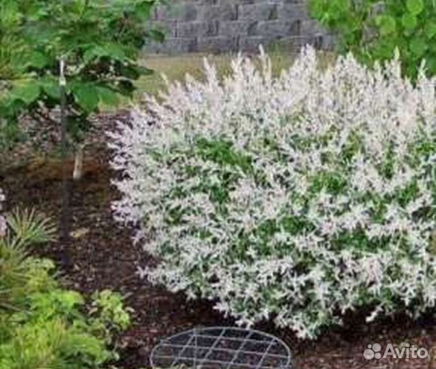 Ива Хакуро нишики (зкс)