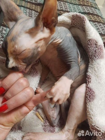 Донской сфинкс