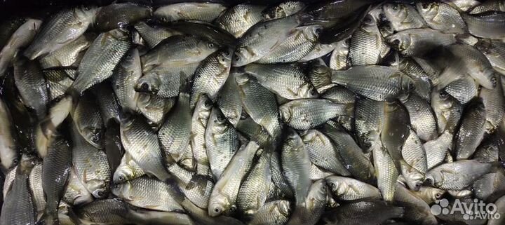 Живец (живой карась)