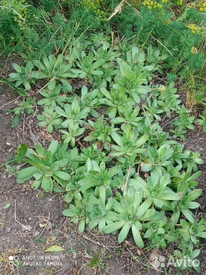 Каменная роза