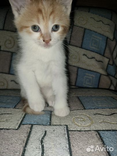 Котята в добрые руки приучены к лотку