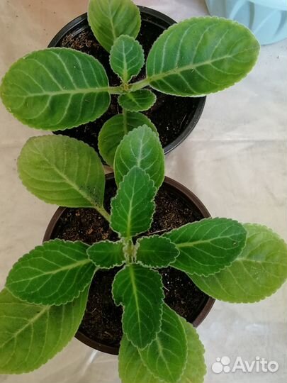 Глоксиния махровая детки