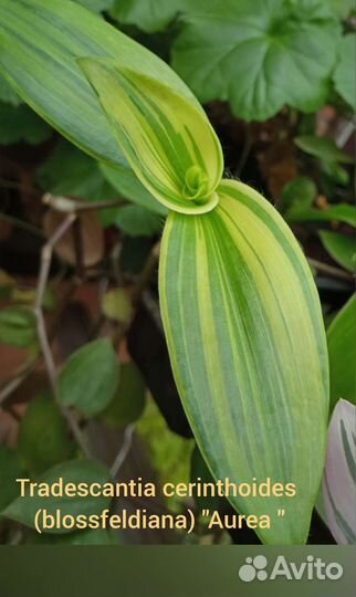 Традесканция