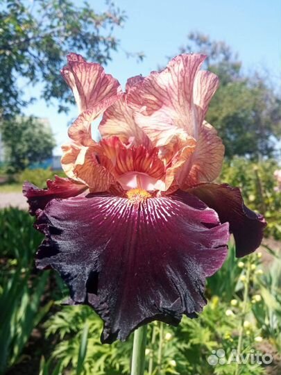 Ирисы высокие