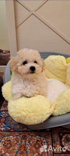 Мальтипу ф1