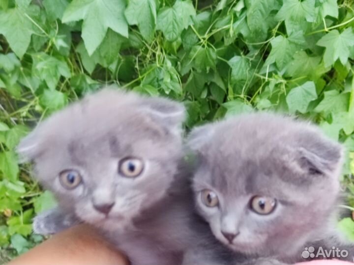 Британские вислоухие котята бесплатно