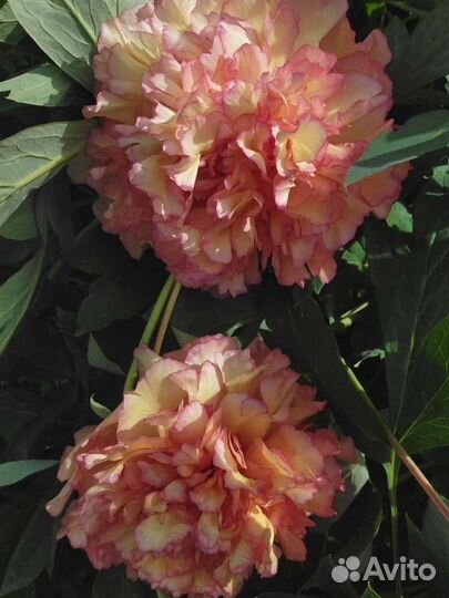 Пион Souvenir de Maxime Cornu