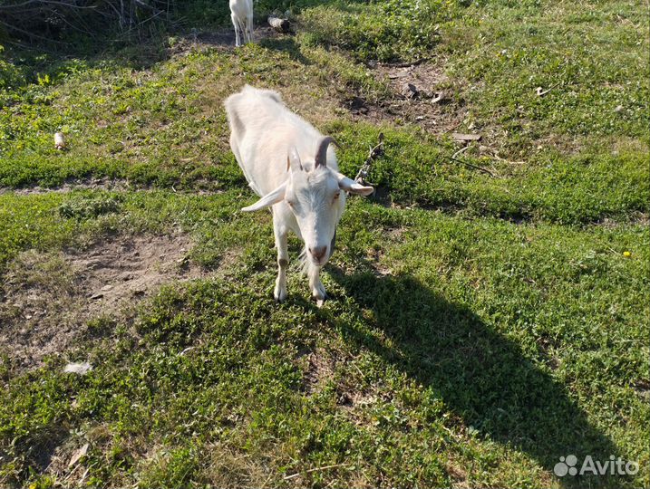 Коза, козел, козлята