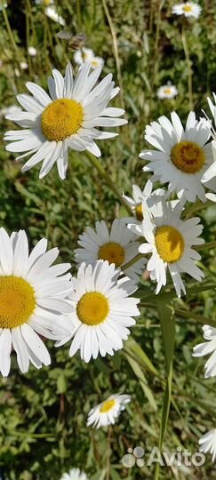 Колокольчик Ромашки Хосты Жемчужница Дербенник