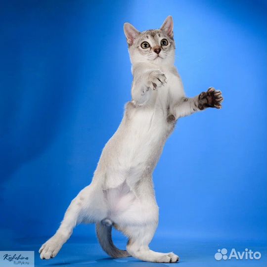 Сингапурские котята