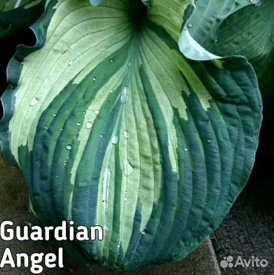 Хоста guardian angel (гардиан ангел)