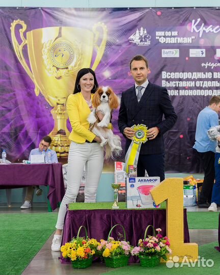 Кавалер кинг чарльз спаниель вязка