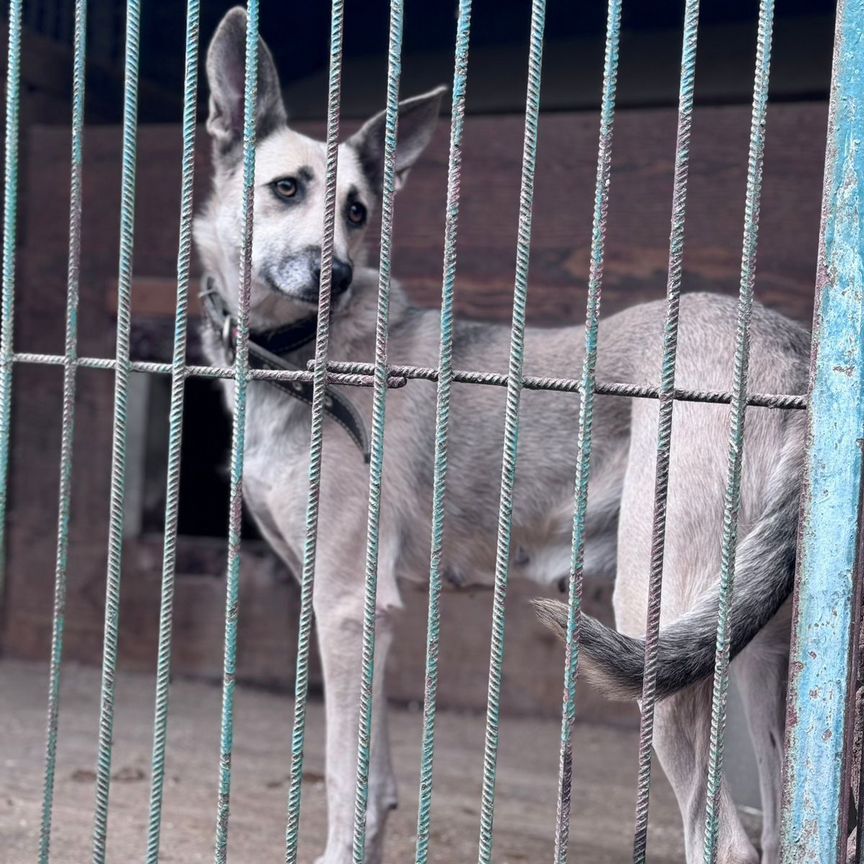 Собака Эстель в добрые руки