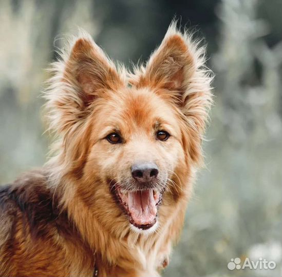 Собаки бесплатно в добрые руки