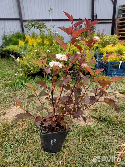 Пузыреплодник Центр Глоу