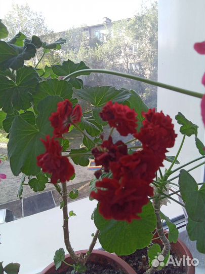 Герань пеларгония