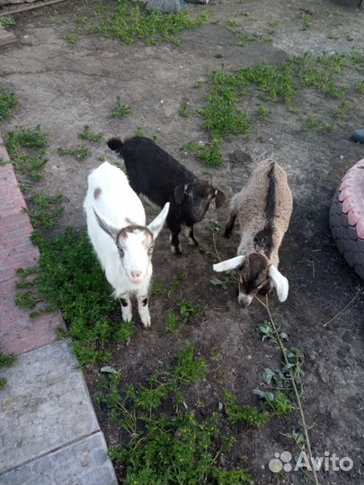 Козлята