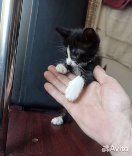 Очень милый котенок