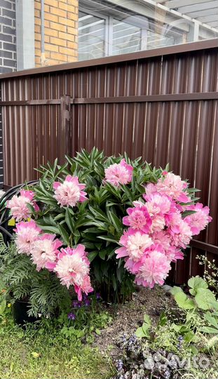 Большой куст пионов Evening Dream