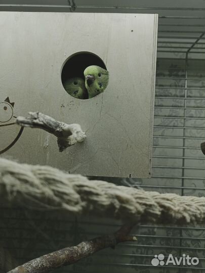 Птенцы волнистый попугай