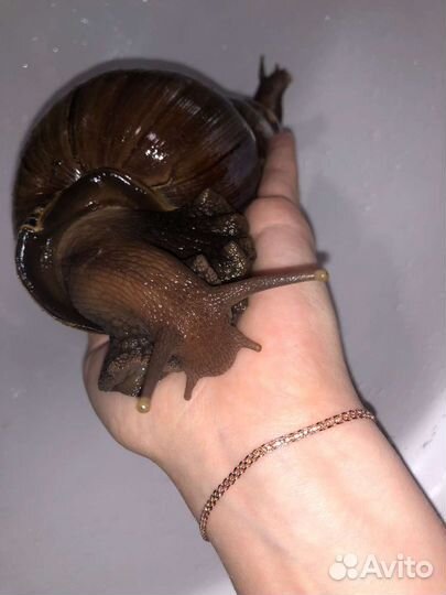 Улитки ахатины