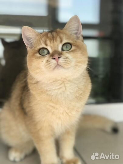 Кот bri ny11 на вязку