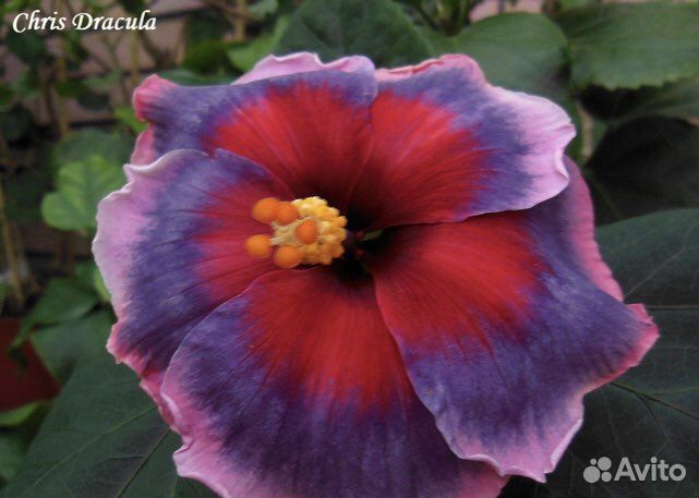 Продаю срез Гибискуса