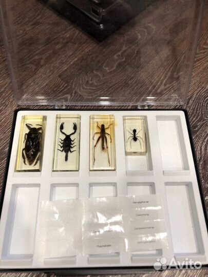 Настоящие насекомые и их знакомые
