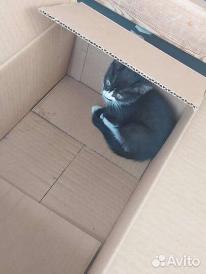 Котёнок в семью
