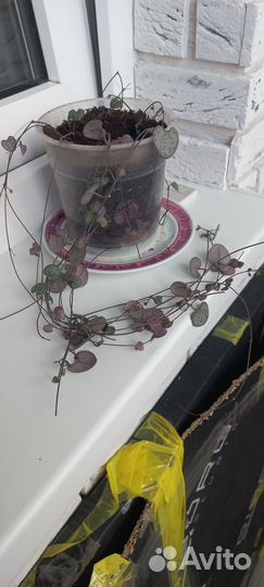 Укорененные отростки циропегии вуду