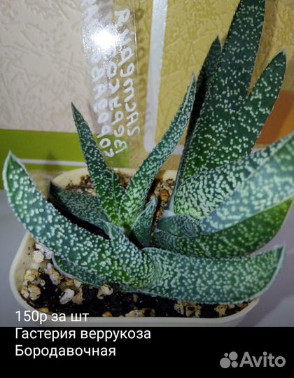 Суккуленты