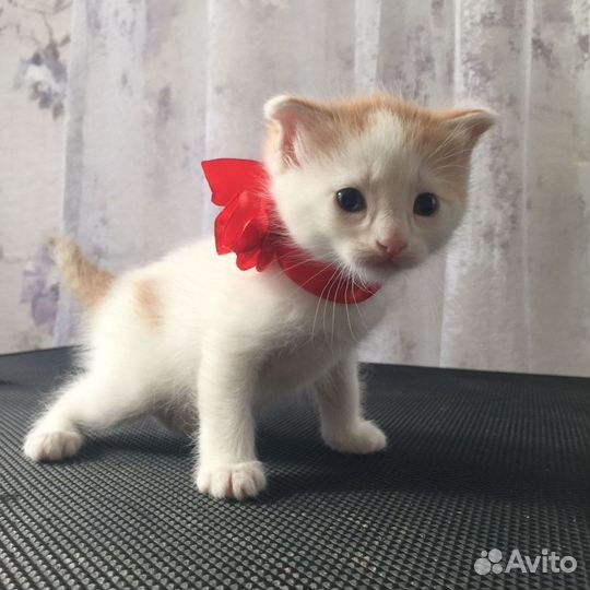Мальчик котенок
