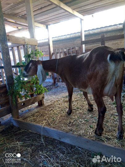 Англо нубийская коза и англо- нубийские козлики