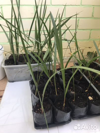 Веерная пальма хамеропс