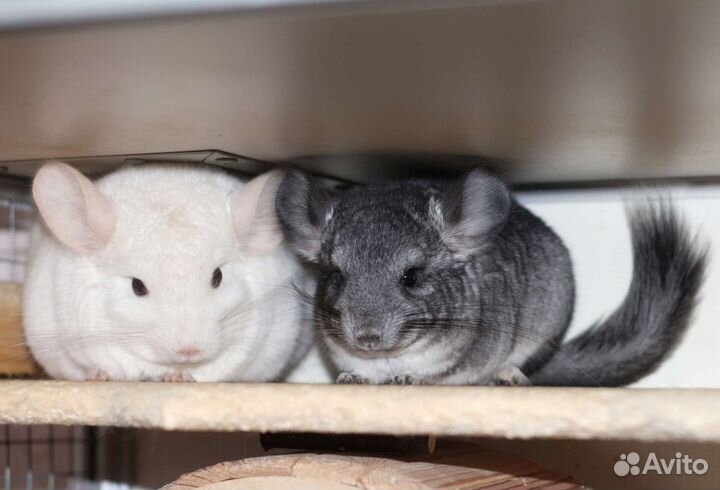 Шиншилла девочка