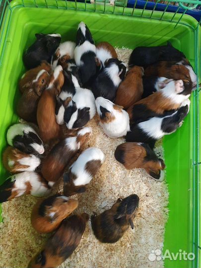 Морские свинки гладкие розетки тедди