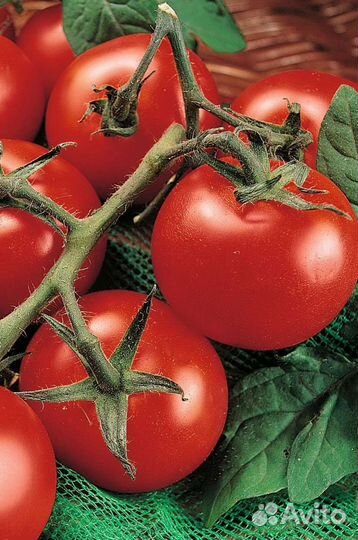 Томаты