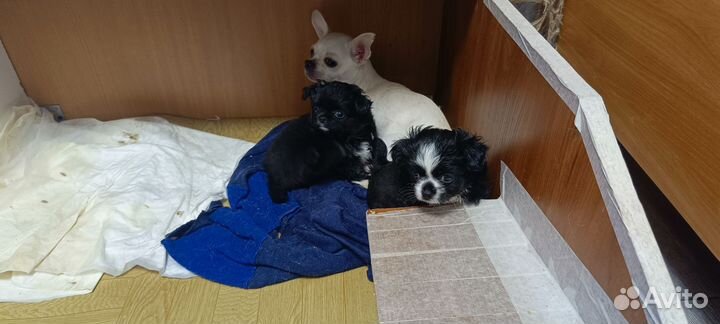 Щенки чихуахуа мини