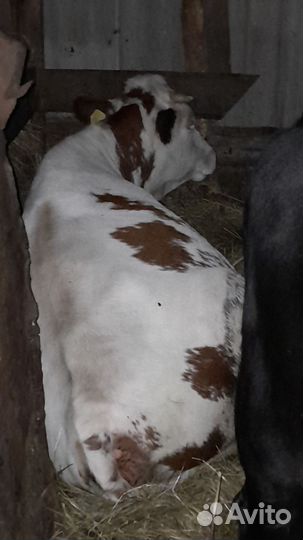 С/х животные коровы