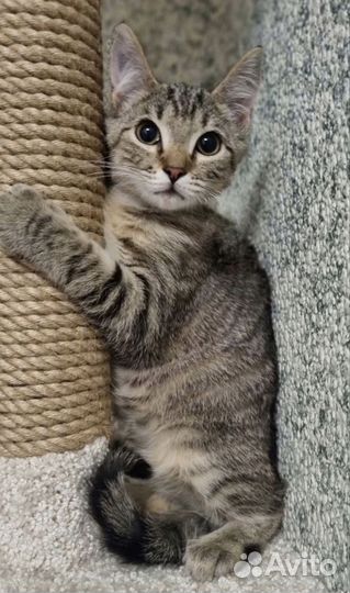 Котёнок девочка