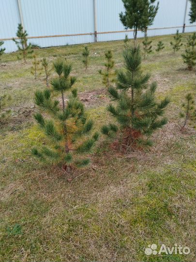 Саженцы сибирского кедра