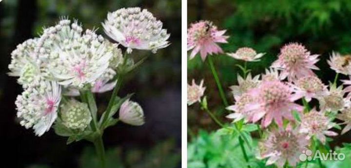 Астранция,ромашка,лихнис корончатый,васелёк