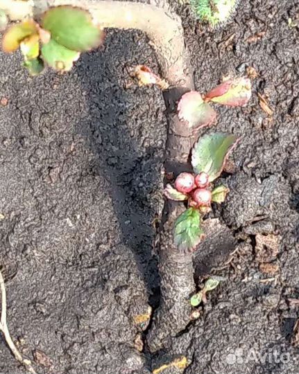 Айва японская низкая (хеномелес)