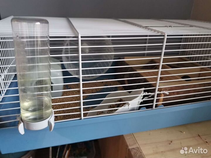 Клетка для хомяка, сирийский хомяк