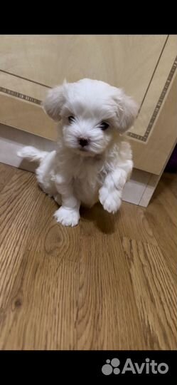 Щенки мальтезе мини