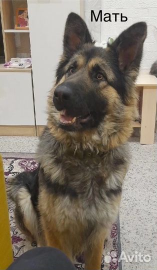 Щенки немецкой овчарки