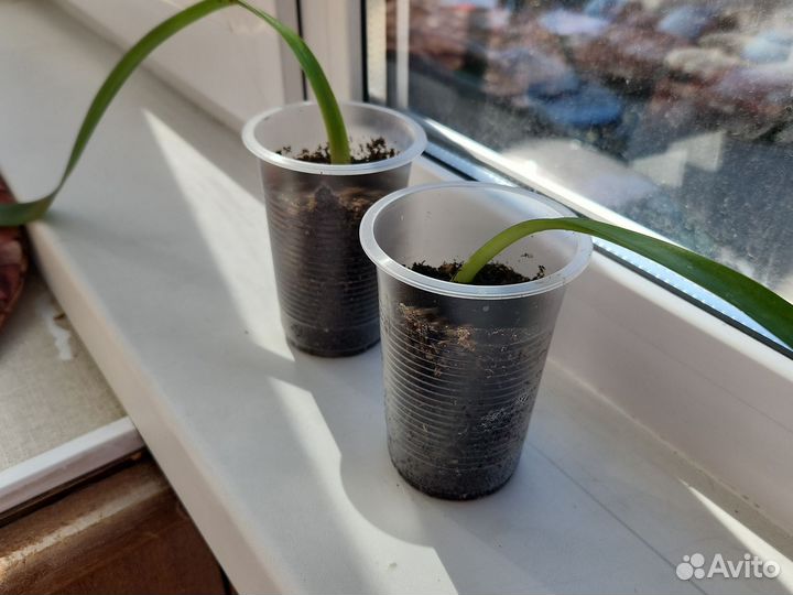 Гиппеаструм амариллис луковицы