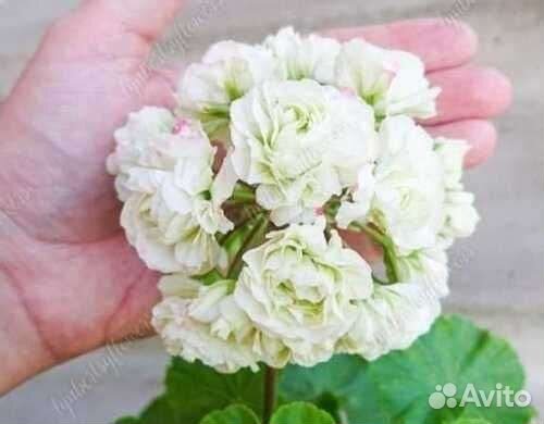 Сортовые пеларгонии