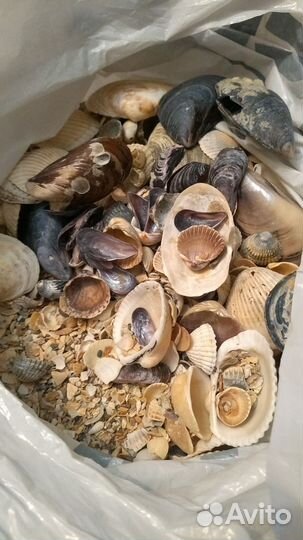 Ракушки Азовского моря в аквариум