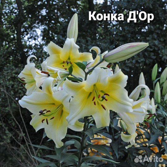 Лилии луковицы 12 сортов, 2 сорта бордюрных